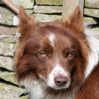 Astra Guy, black and white smooth coated Male